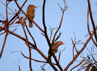 Closeup shot of birds perching of a branch on a blurred background