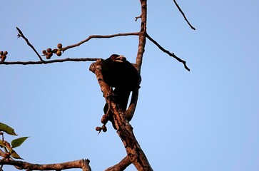 Low angle shot of a black Asian koel bird eating a fruit while perched on a tree branch