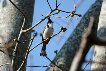 Red-whiskered bulbul perched on tree branch with clear sky blurred background