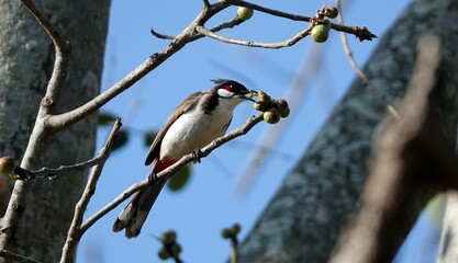 Red-whiskered bulbul perched on tree branch with clear sky blurred background