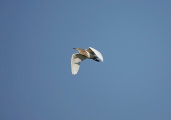 Low-angle of a Chinese pond heron flying over clear sky