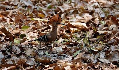 Eurasian hoopoe on a pile of leaves in a public park