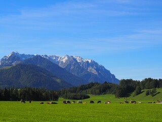 Fototapeta na wymiar Herd of cows grazing in a meadow with mountains on the background