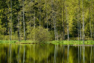 Waldsee im Frühling. Die Bäume mit dem frisch grünen Laub spiegeln sich auf der Wasseroberfläche.