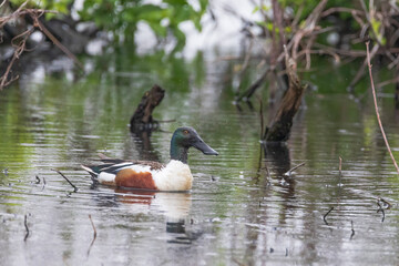 duck in the pond, Houston, Texas, USA
