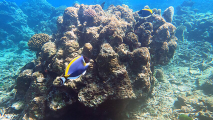 Plakat school of Powder blue Surgeonfish swimming in beautiful coral reef of Surin island national park, Phang nga, Thailand