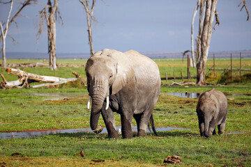 Fototapeta premium African Elephant with Calf (Loxodonta africana) Feeding. Amboseli, Kenya