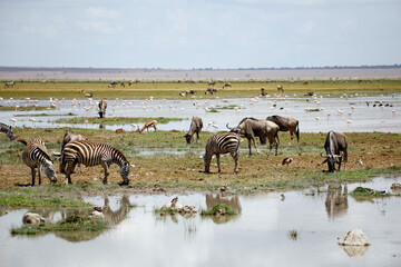 Fototapeta na wymiar Savannah Scenery with Zebras, Wildebeests and Flamingos. Amboseli, Kenya