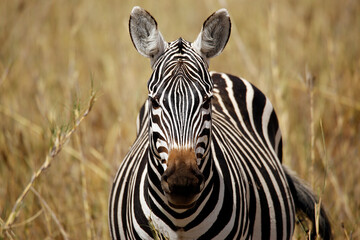 Fototapeta premium Close-up of a Zebra, Facing the Camera. Amboseli, Kenya
