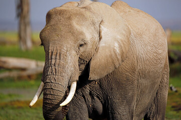 Fototapeta na wymiar Close-up of an African Elephant (Loxodonta africana). Amboseli, Kenya