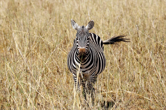 Zebra in High Grass, Facing the Camera. Amboseli, Kenya