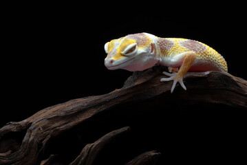 A gecko on a branch with a black background