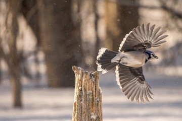 blue jay flying off a post