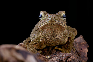 A frog's head is seen in this close-up image.