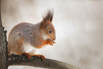 cute young squirrel on tree with held out paw against blurred winter forest in background.