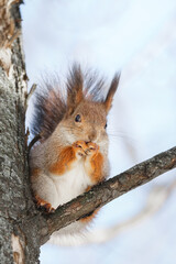 cute young squirrel on tree with held out paw against blurred winter forest in background.