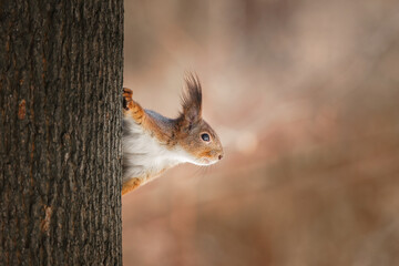 cute young squirrel on tree with held out paw against blurred winter forest in background.