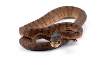 A slug eater snake with a red eye sits on a white background
