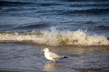 Caspian gull, Larus cachinnans walks in brownish sea water