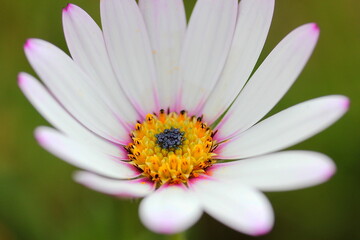 Obraz premium Fleur avec un coeur bleu