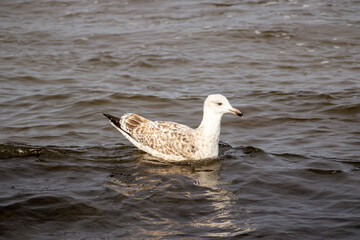 Caspian gull, Larus cachinnans swims in brownish sea water