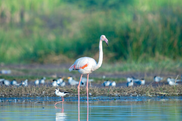 The greater flamingo (Phoenicopterus roseus)	