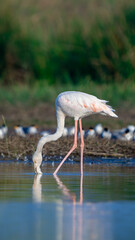 The greater flamingo (Phoenicopterus roseus)	