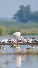 The greater flamingo (Phoenicopterus roseus)	