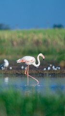 Obraz premium The greater flamingo (Phoenicopterus roseus) 