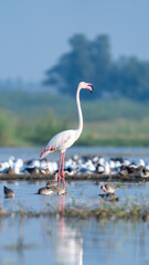 Naklejka premium The greater flamingo (Phoenicopterus roseus) 