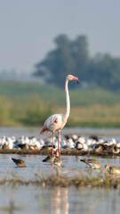 The greater flamingo (Phoenicopterus roseus)	