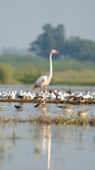 The greater flamingo (Phoenicopterus roseus)	