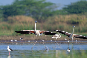 The greater flamingo (Phoenicopterus roseus)	
