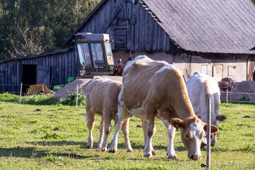 Fototapeta na wymiar Light brown cows graze in a field against the background of an old building and a tractor