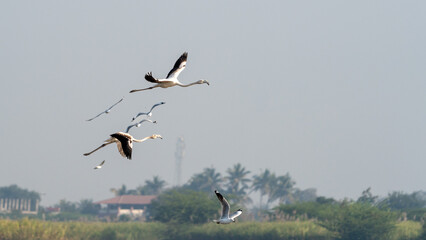 The greater flamingo (Phoenicopterus roseus)	