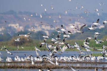 The brown-headed gull (Chroicocephalus brunnicephalus)