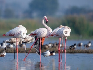 The greater flamingo (Phoenicopterus roseus)	