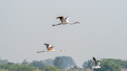 The greater flamingo (Phoenicopterus roseus)	