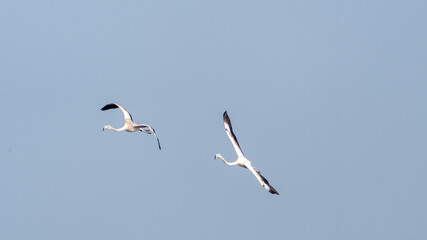 The greater flamingo (Phoenicopterus roseus)	