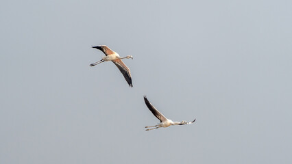 The greater flamingo (Phoenicopterus roseus)	