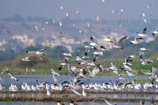 The brown-headed gull (Chroicocephalus brunnicephalus)