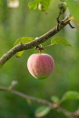 Vertical closeup shot of the half-red apple in the tree with green leaves in the daytime