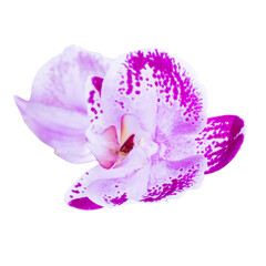 Orchid flower in PNG isolated on transparent background