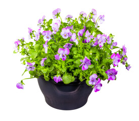 Isolated pottet violet flowers