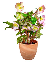 Closeup of an isolated potted hellebore frostkiss flower