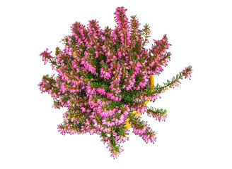 Isolated potted winter-flowering heather plant