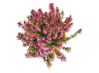 Isolated potted winter-flowering heather plant