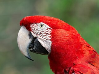 Closeup shot of a scarlet macaw in Santa Cruz de la Sierra, Bolivia