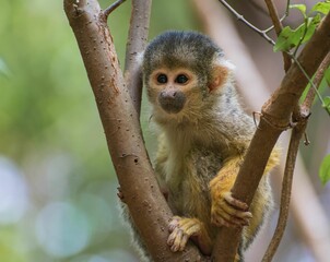 Cute Central American squirrel monkey on the tree branch