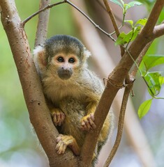 Cute Central American squirrel monkey on the tree branch